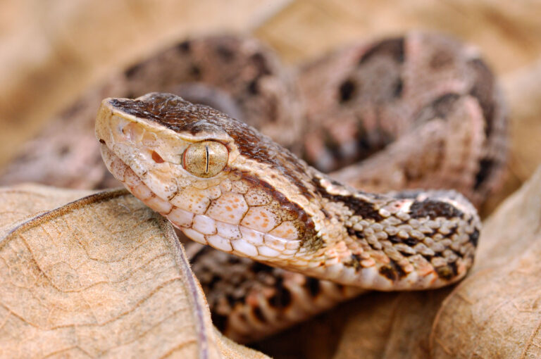 Portrait of a Fer-de-Lance