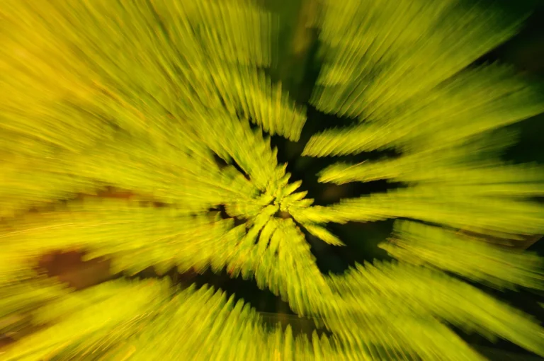 Fern creative