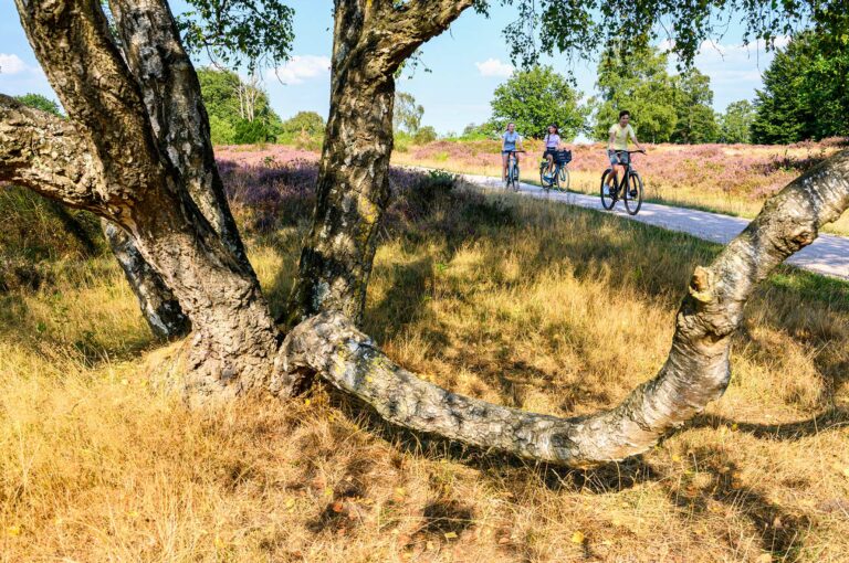 Fietsers op heide met boom in voorgrond