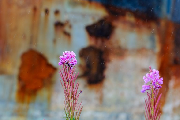 Fireweed in a shipyard in Alaska