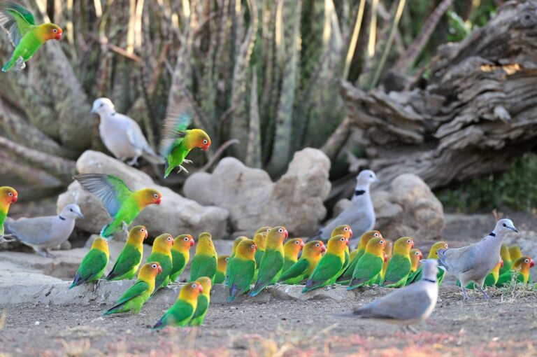 Lovebirds and doves at a drinking pool