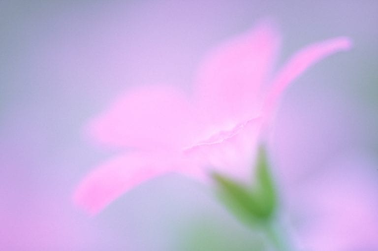 Close-up photo of a garden flower