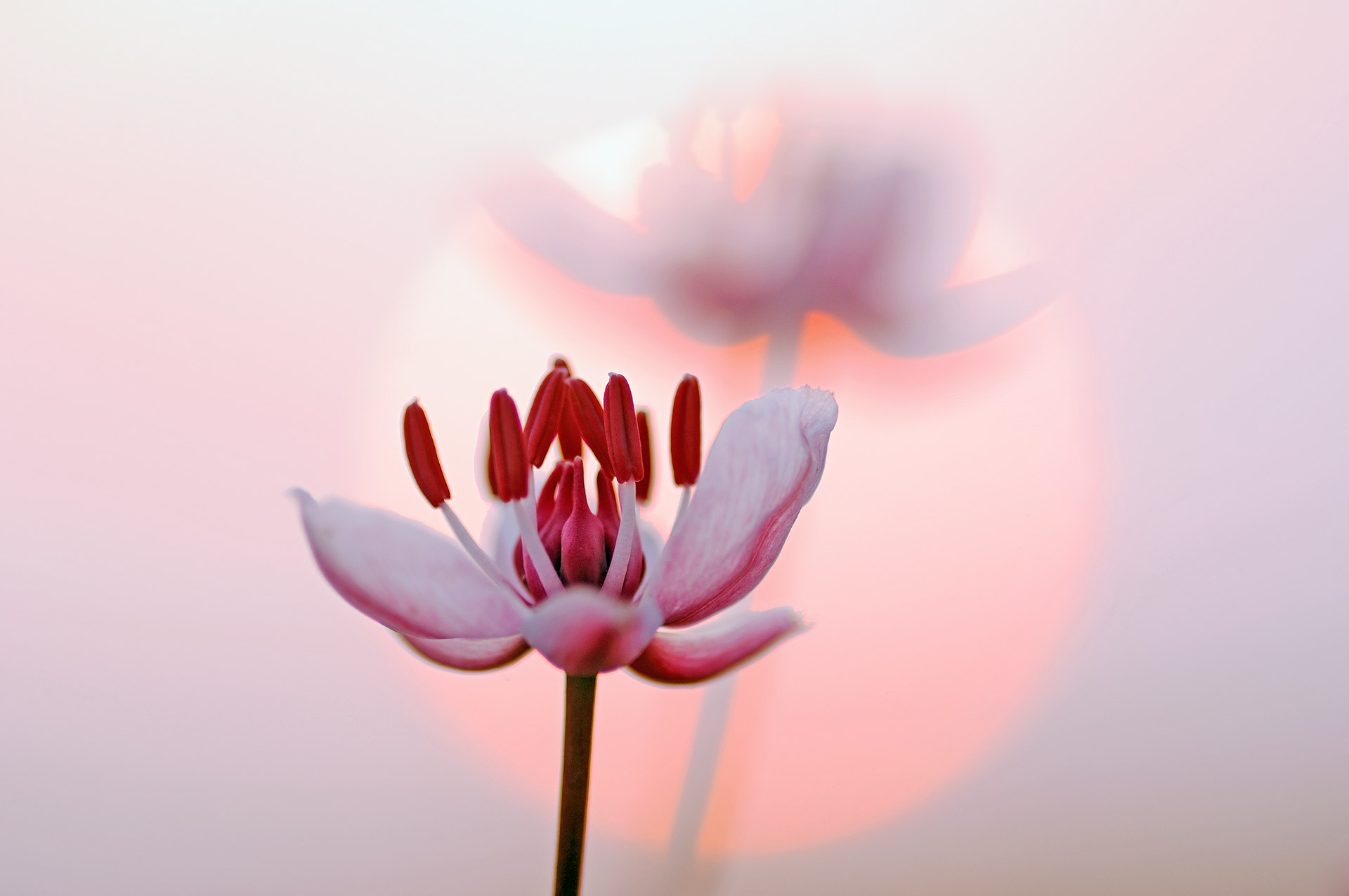 Two flowers of flowering rush against a soft setting sun.