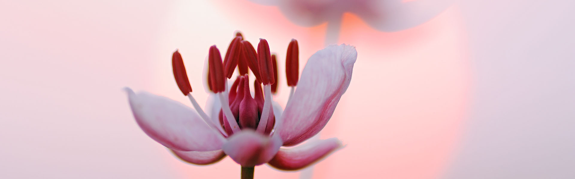 Two flowers of flowering rush in line with the setting sun.