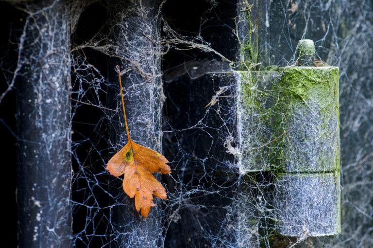 Spijlen in een deur in Fort bij Abcoude, met spinnenwebben en herfst blaadje.