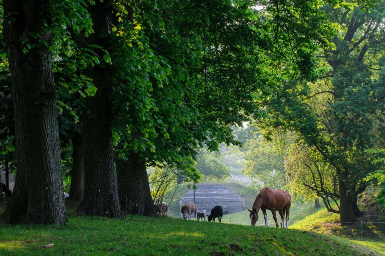 Paard en schapen en in achtergrond een groeps bunker.