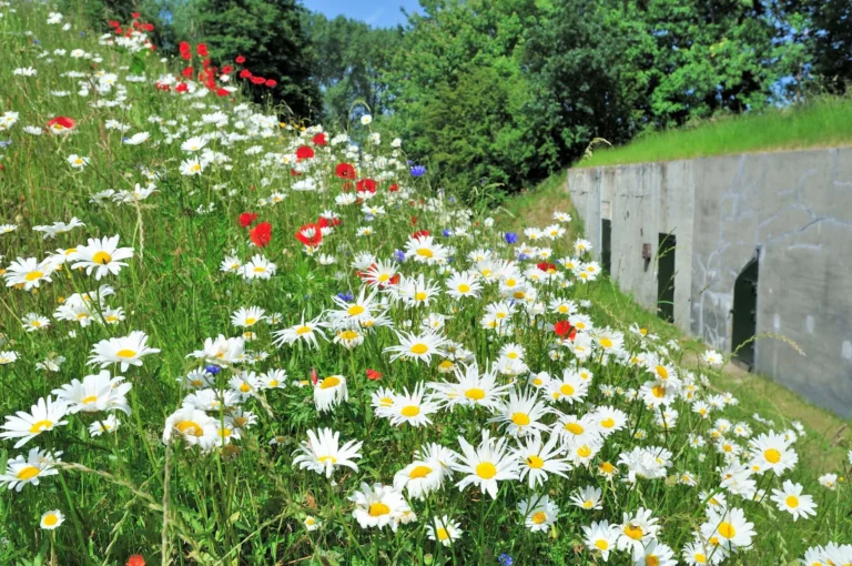 Wilde bloemen bij Fort Kijkuit
