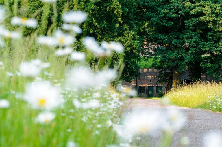 Bomvrije kazerne van Fort Rijnauwen met in de voorgrond bloeiende margrieten.