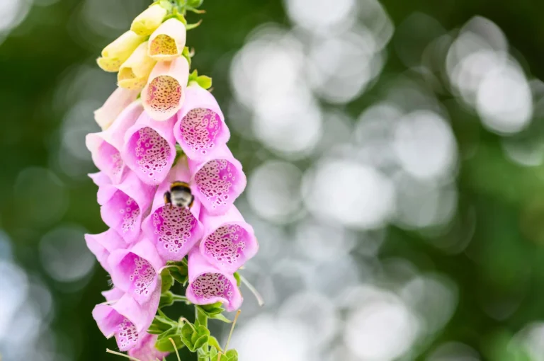 Fox Glove