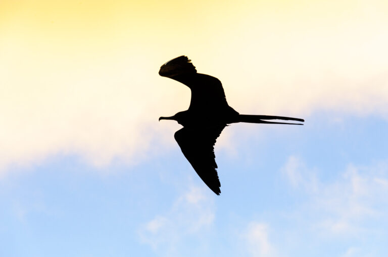 Silhouet van een fregatvogel