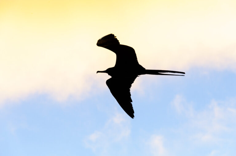 Silhouetted frigatebird