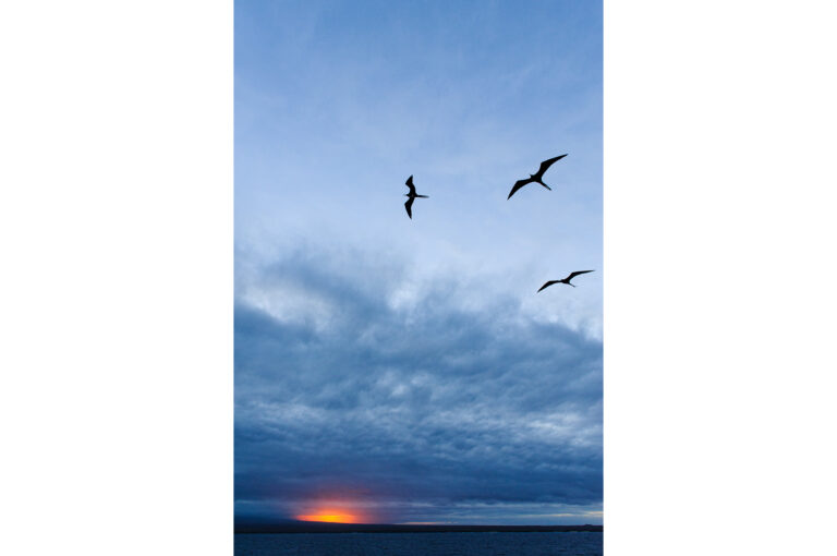 Three frigatebirds flying at sunset