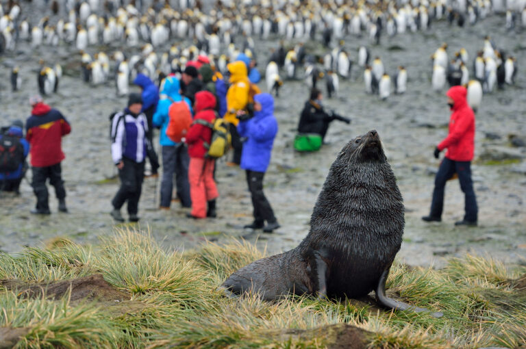 Fur seal and in background tourists