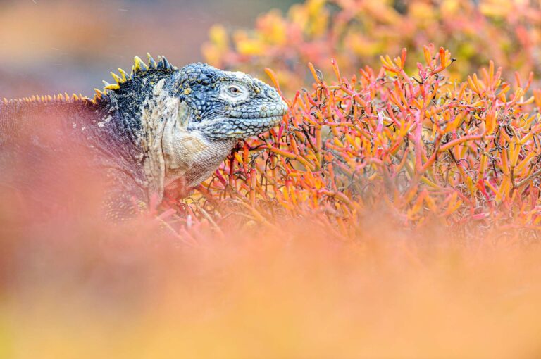 Galápagos land iguana in orange yellow vegetation