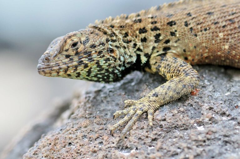 Portrait of a Galápagos lava lizard