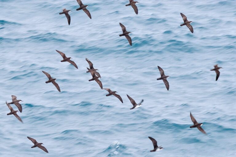 Groepje Galápagospijlstormvogels vliegend boven zee