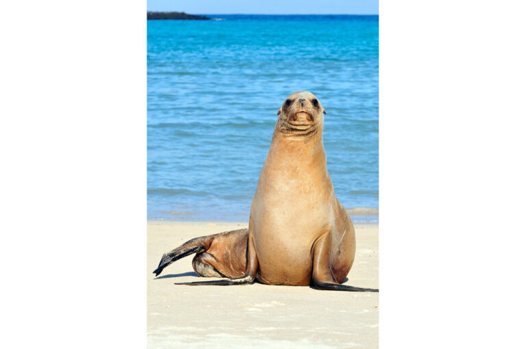 Galápagos sea lion sitting on beach