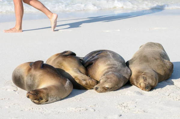 Slapende Galápagos zeeleeuwen