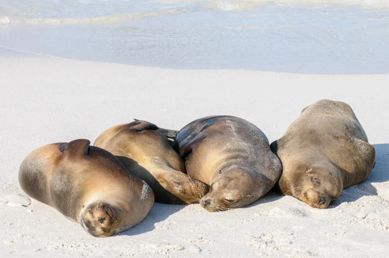 Slapende Galápagos zeeleeuwen