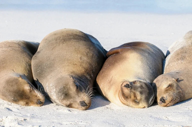 Slapende Galápagos zeeleeuwen