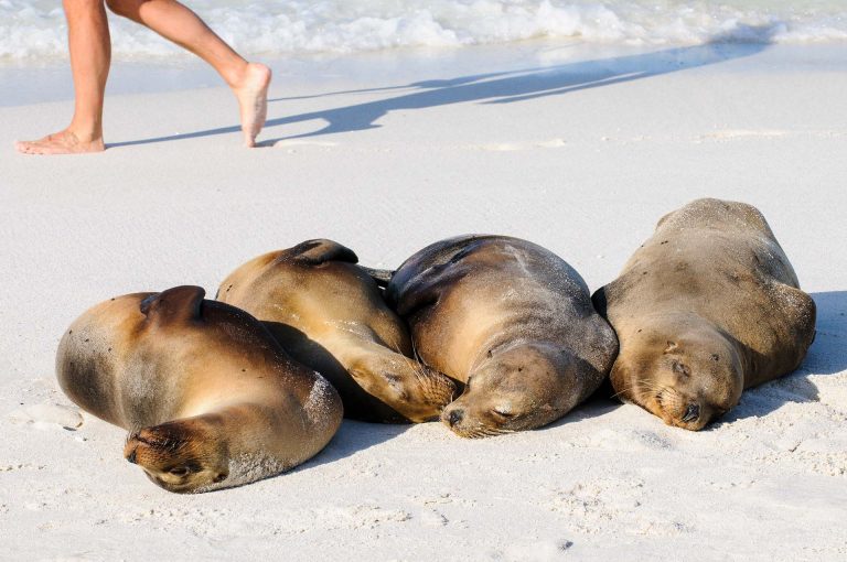 Slapende Galapagos zeeleeuwen en voorbijlopende toerist.