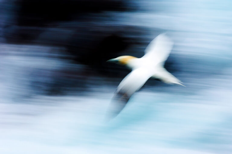 Long shutter speed panning shot of Northern gannet