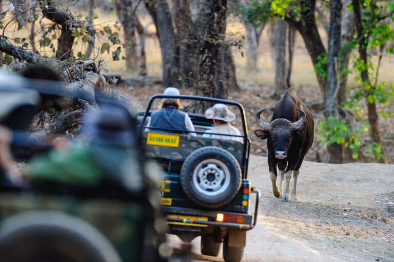 Toeristen in jeeps en een gaur stier.