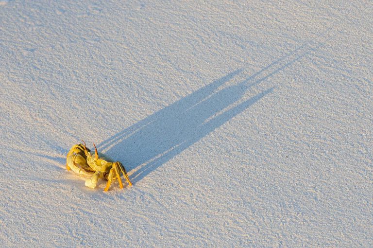 Gehoornde spookkrab en schaduw op strand bij laatste licht zonsondergang.