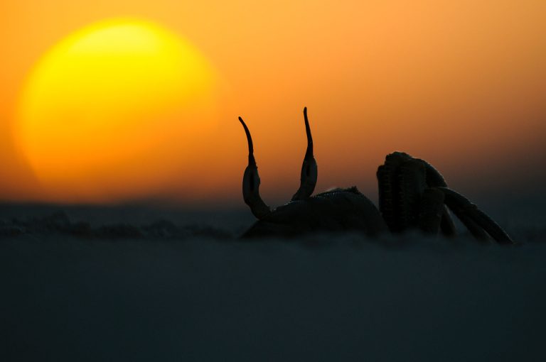 Gehoornde spookkrab op strand bij laatste licht zonsondergang. Kijkend in de richting van de ondergaande zon.