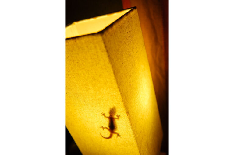Een gekko in een lampenkap