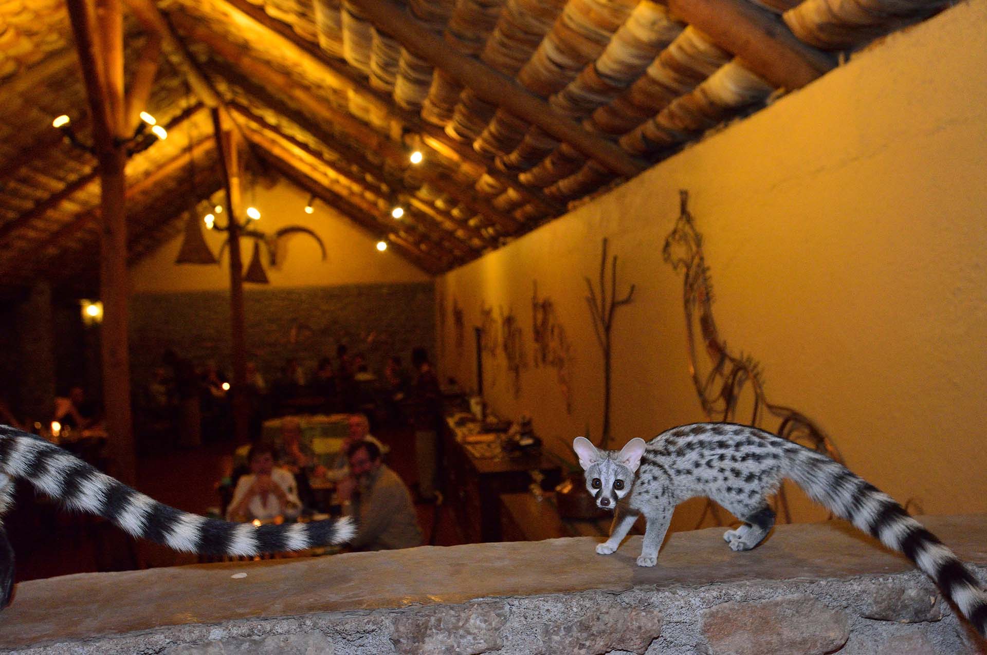 Genet in Ndutu Safari Lodge