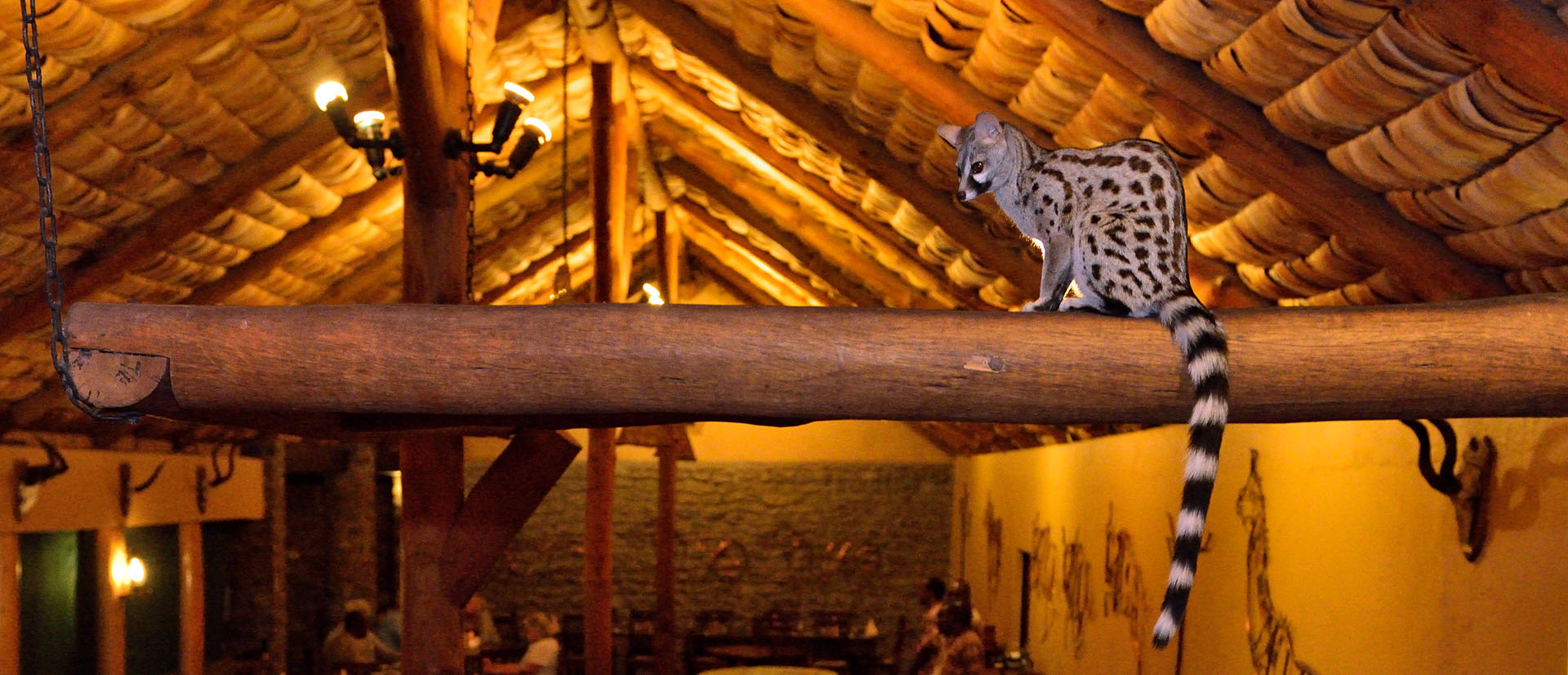 Genetkat in de eetzaal van de Ndutu Safari Lodge, Ngorongoro Conservation Area, Tanzania.
