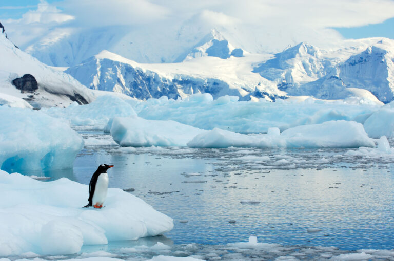 Gentoo penguin on small iceberg in Antarctic landscape