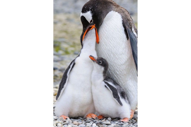 Gentoo penguin feeding one of two chicks