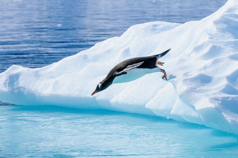 A gentoo penguin jumps in water.
