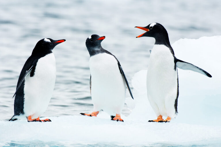 Gentoo penguins squabling