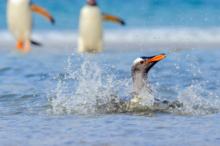 Gentoo penguin in surf and two more walking in background