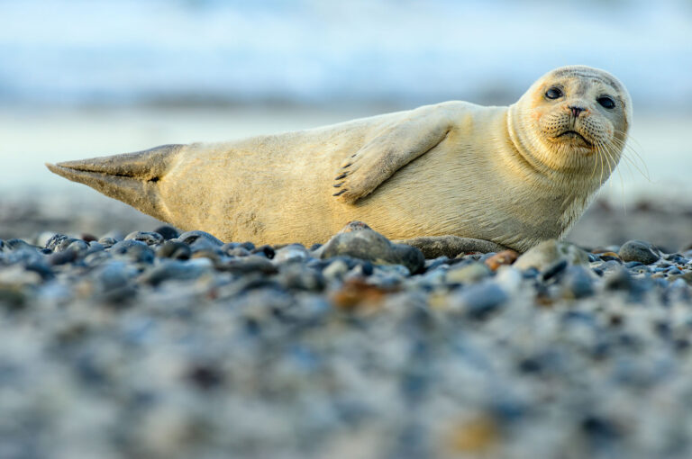 Gewone zeehond rustend op kiezelstrand.