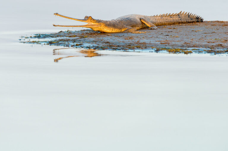 Gharial, young one