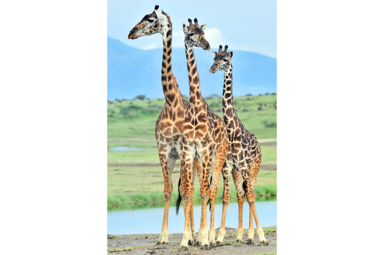Drie dichtbij elkaar staande giraffen met in achtergrond bergmassief