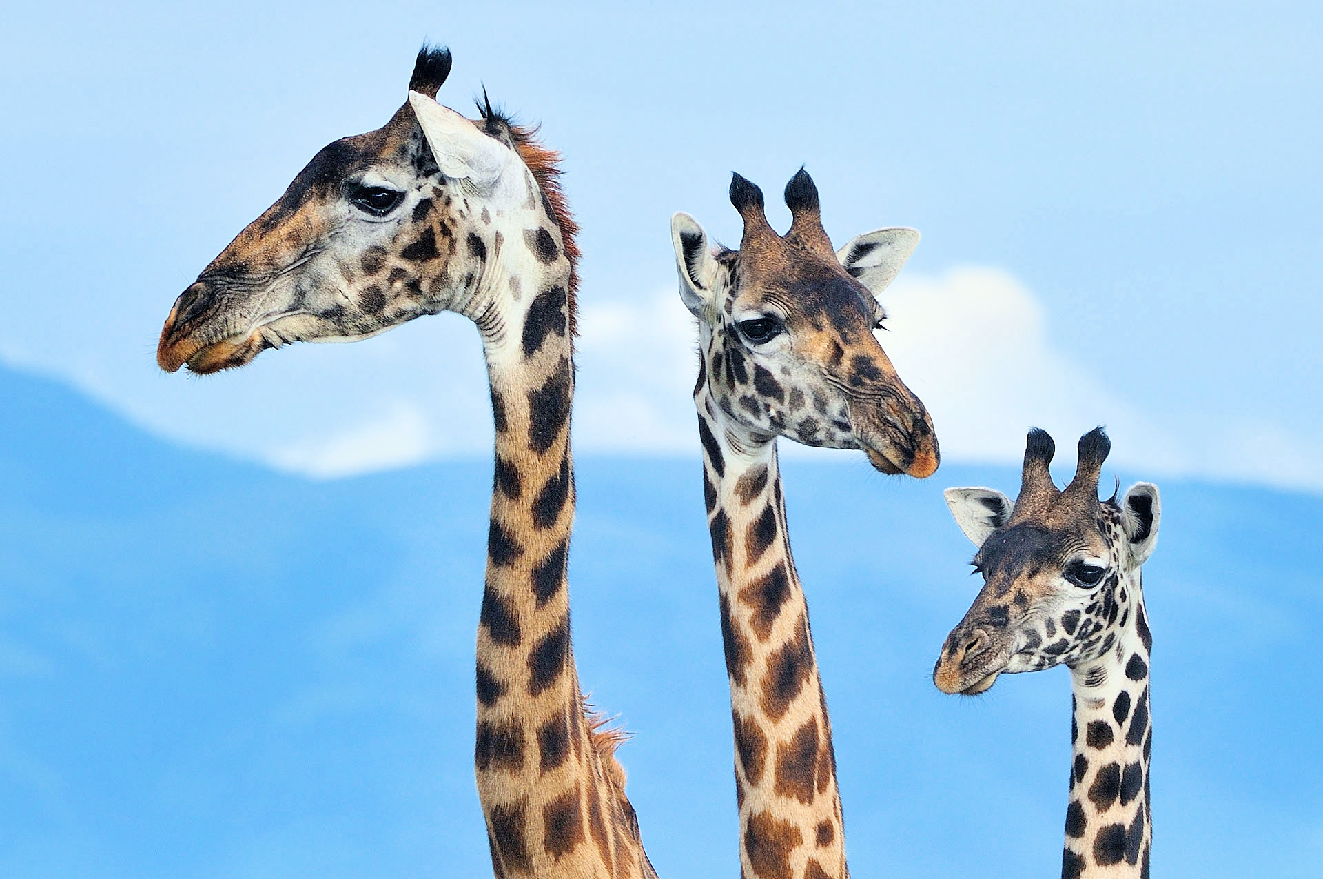 Portret van drie giraffen