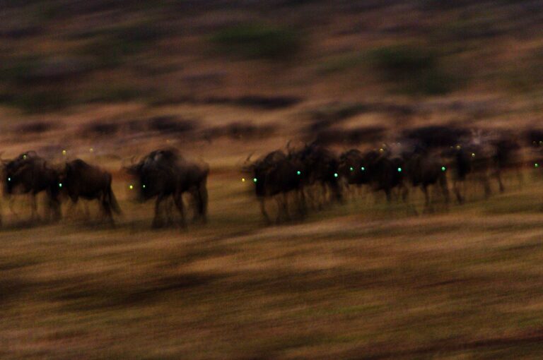 Trekkende gnoes in schemerdonker, nog voor zonsopkomst