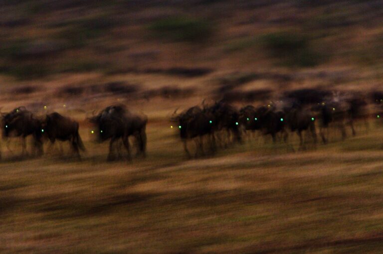 Trekkende gnoes in schemerdonker, nog voor zonsopkomst