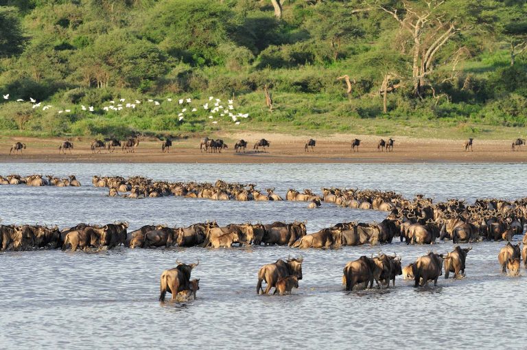 Gnoes steken Lake Ndutu over