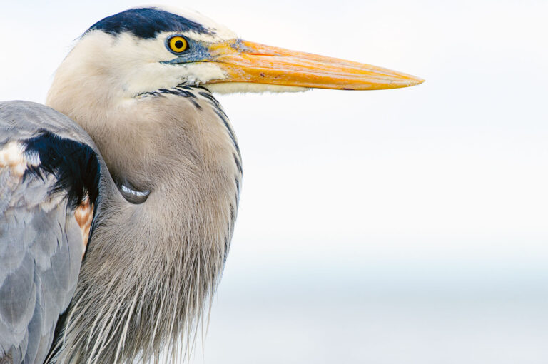 Portrait of a great blue heron