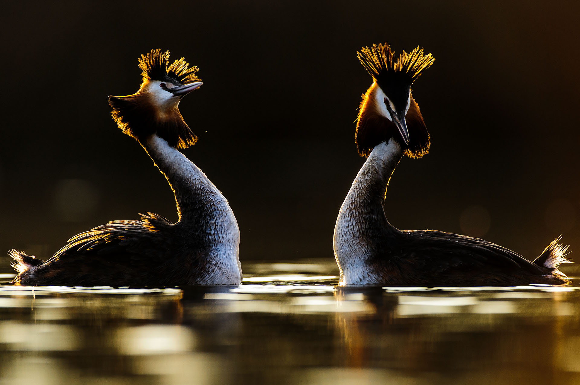 Male and female great crested grebes dancing