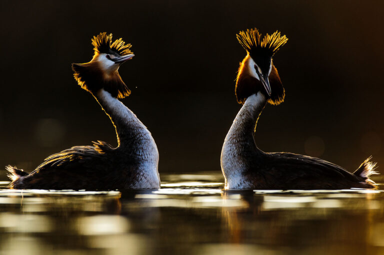 Male and female great crested grebe dancing