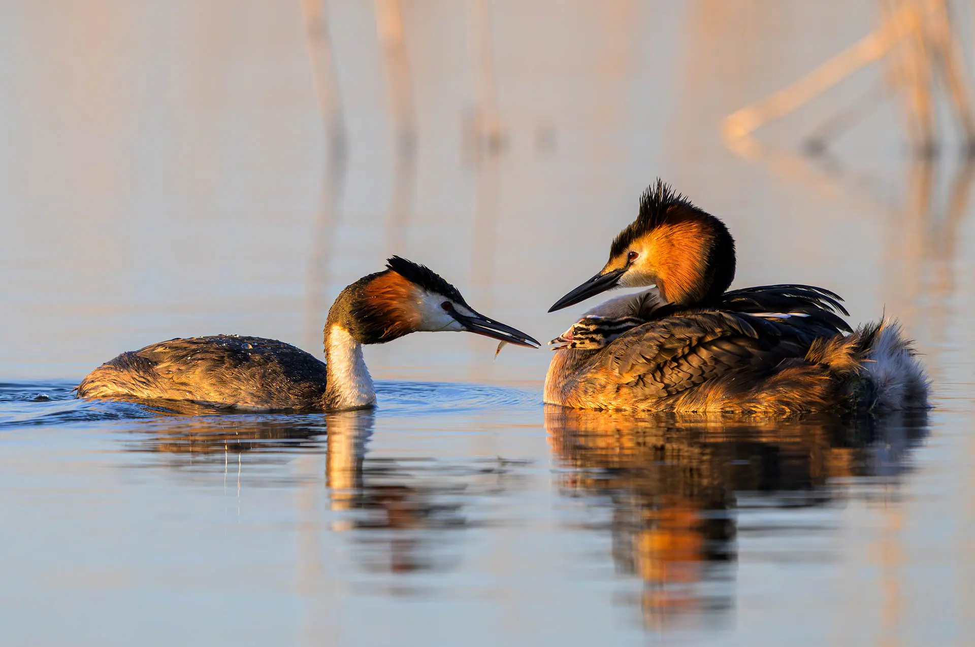 Great crested grebes feeding chick