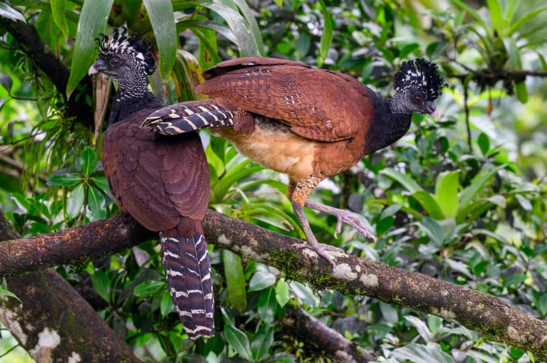 Great curassows