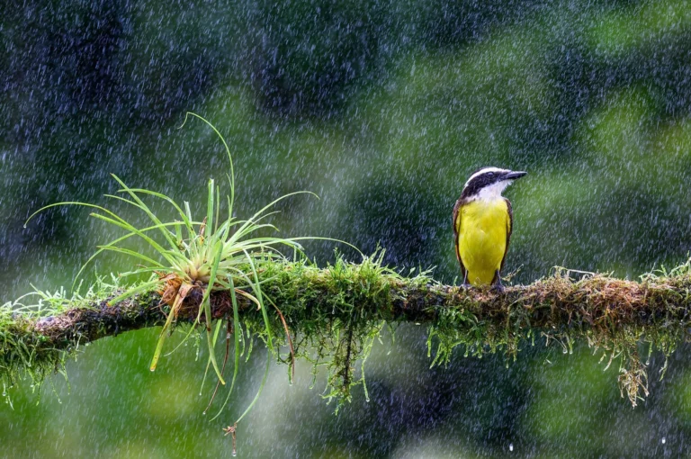 Great kiskadee